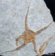 Inch Fossil Starfish/Brittle Star #2688-1